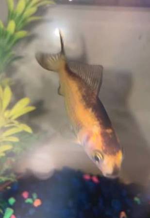 Lost Fish in Congress Bridge