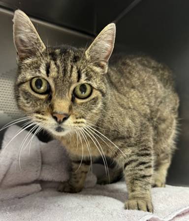 Found cat