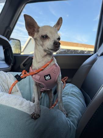 Found dog