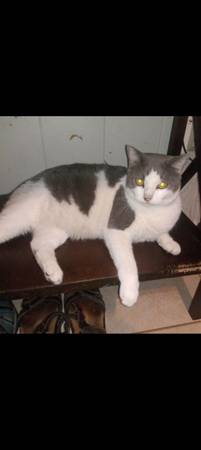 Lost cat