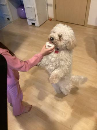 Lost Pet in Kennewick