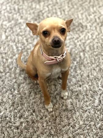 Lost Dog in Surprise