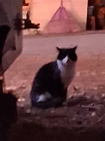 Found Cat in Crescent Park School