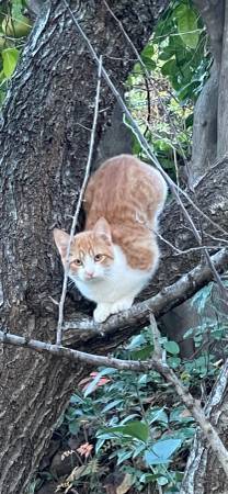 Lost Pet in Chico