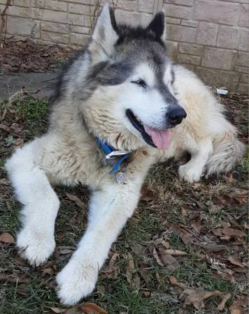Lost Dog in Murphysboro