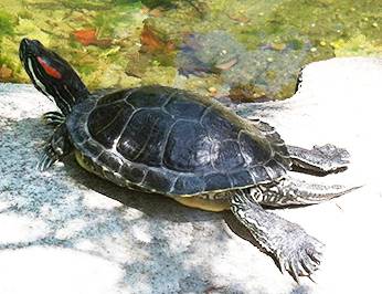 Lost turtle