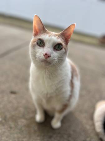 Lost cat