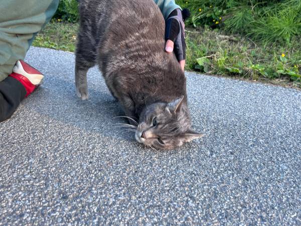 Found cat