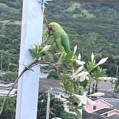 Found bird