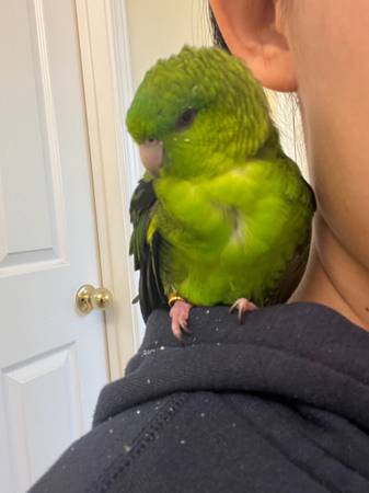 Found bird