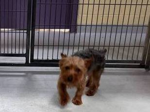 Found dog