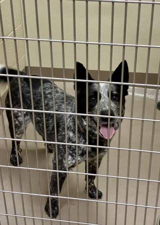 Found Dog in Elliston