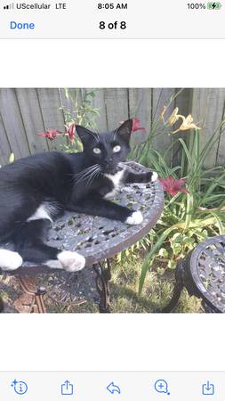 Lost cat