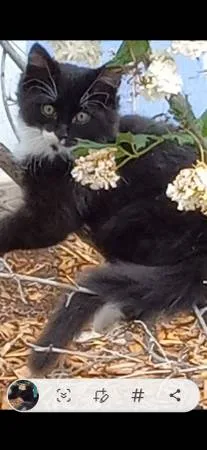 Lost cat