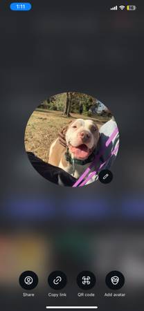 Lost dog
