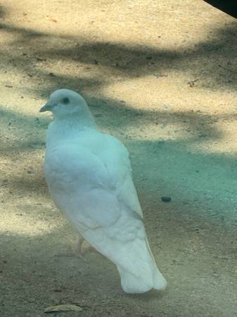 Found Bird in Charlotte
