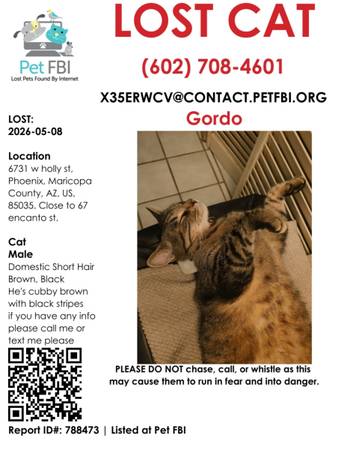 Lost cat