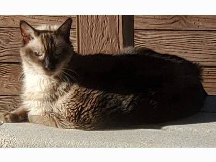 Lost Cat in Pueblo