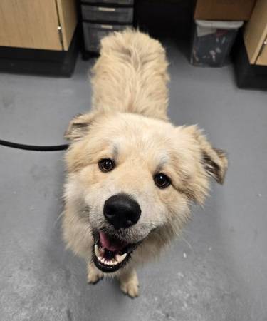 Found dog