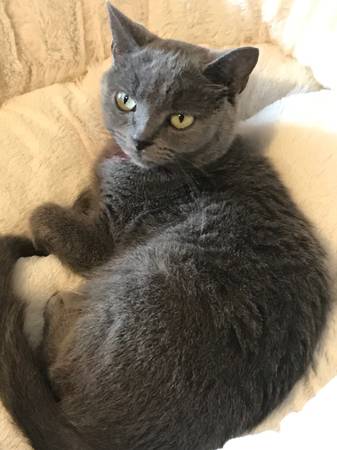 Lost cat