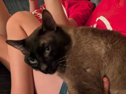Lost cat