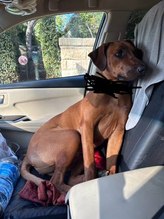 Found dog