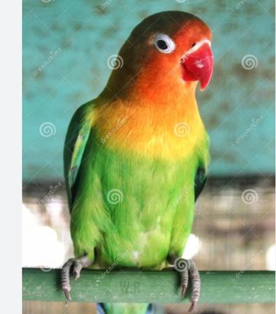 Lost bird