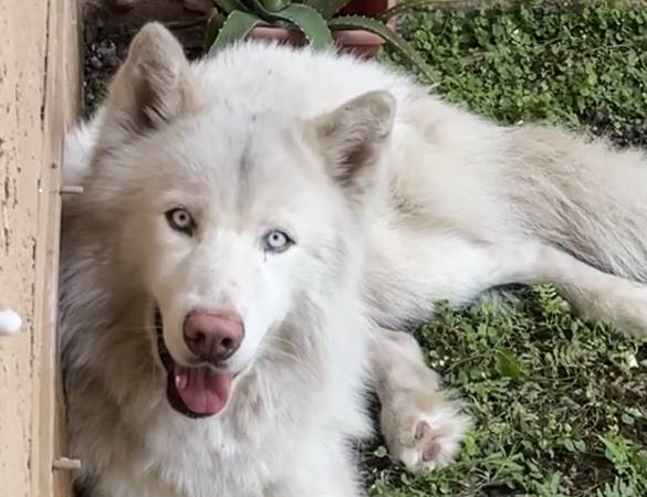 Found dog