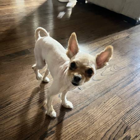 Lost dog