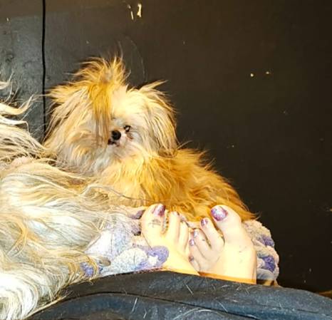 Lost Dog in Eastpointe