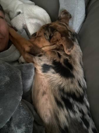 Lost Dog in Delaware