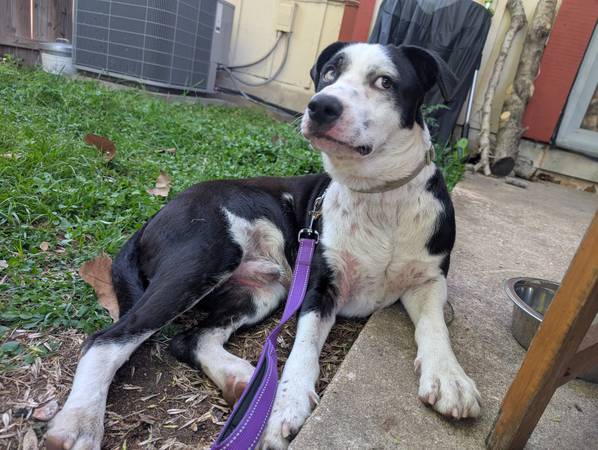 Found dog