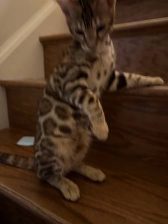 Lost cat