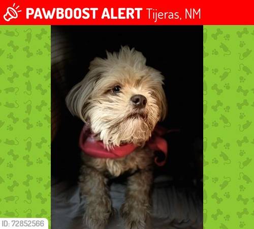 Lost dog