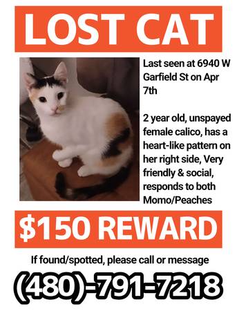Lost cat