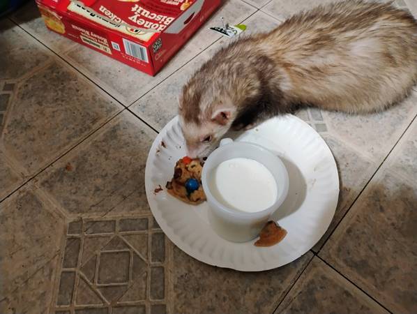 Lost Pet in Auburn Hills