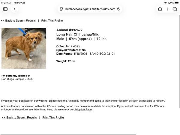 Found dog