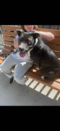 Lost Dog in Oak Harbor