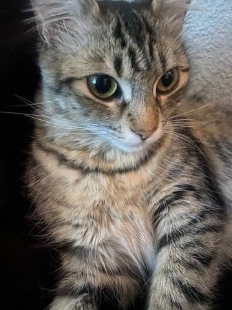 Lost Cat in Lake Forest