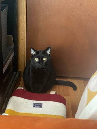 Lost Cat in Minnetonka