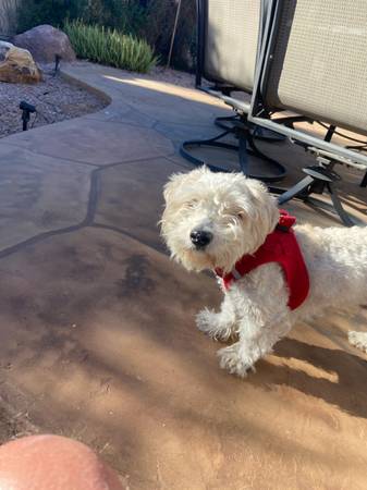 Lost dog