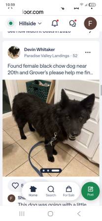 Found dog