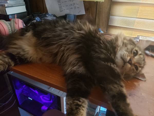 Lost cat
