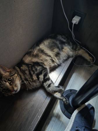Found cat