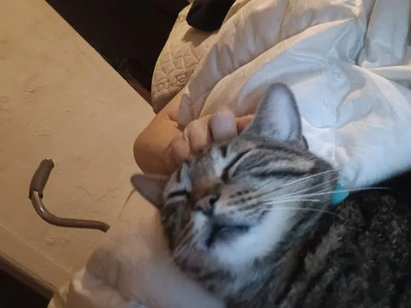 Lost cat