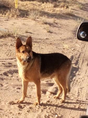 Found Dog in Valentine