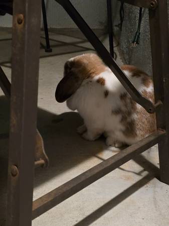 Found rabbit