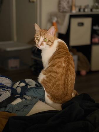 Lost cat