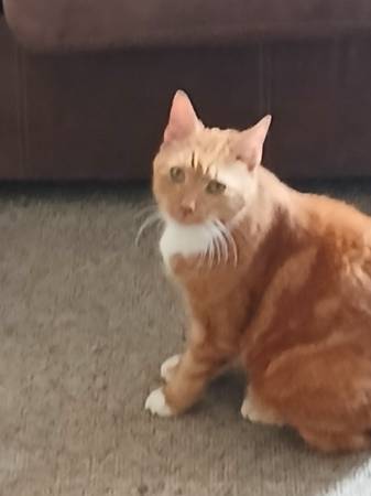 Found cat