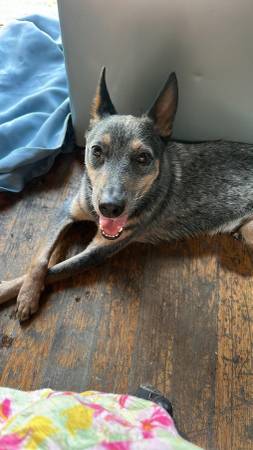 Found dog